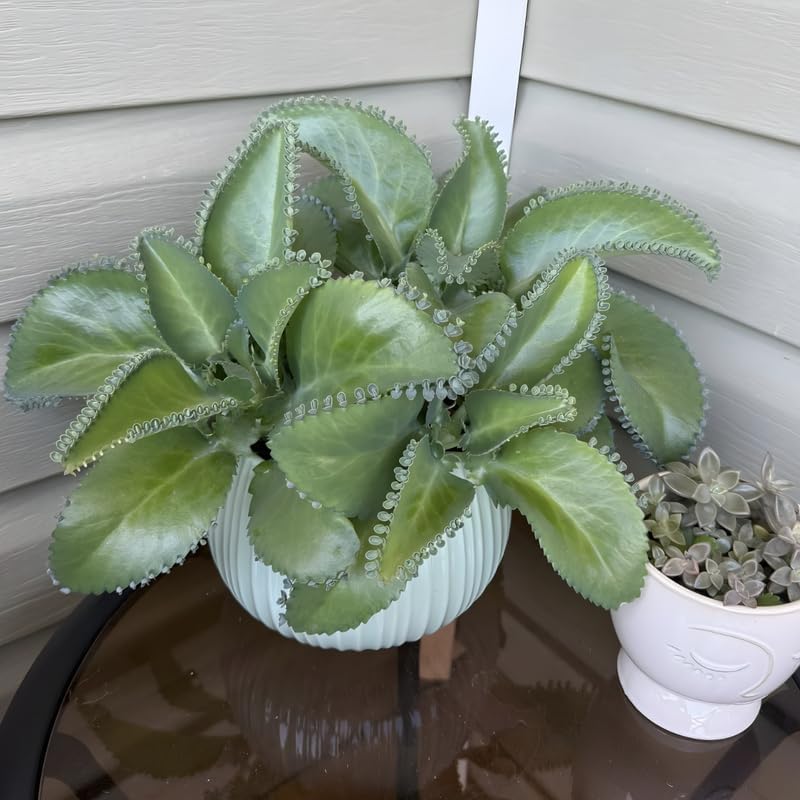 Mother of Thousands Live Plant in 4" Inch Pot | Kalanchoe Succulent Houseplant | Easy-Care Indoor Plant with Baby Plantlets