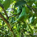 (No Ship to CA,HI,AK) Avocado Tree Live Plants | Russell Avocado Trees Live Plants 30–36 Inch Tall | Potted Fruit Tree for Outdoor Growing & Backyard Gardens