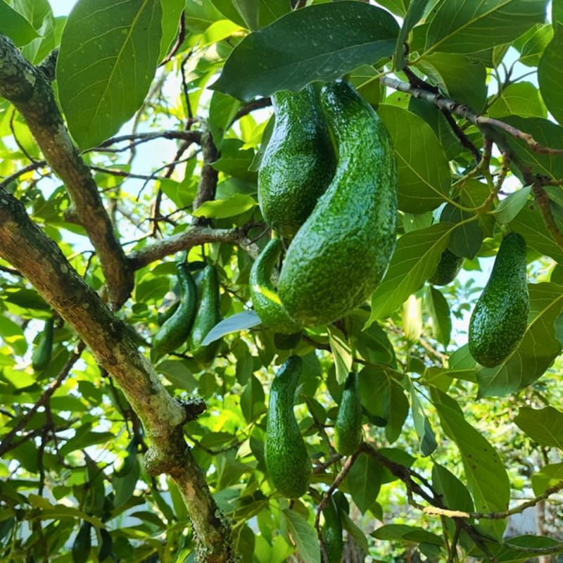 (No Ship to CA,HI,AK) Avocado Tree Live Plants | Russell Avocado Trees Live Plants 30–36 Inch Tall | Potted Fruit Tree for Outdoor Growing & Backyard Gardens