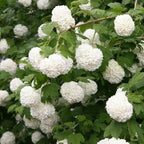 2 Snow Ball Bush Live Plants | Viburnum Live Plant for Gardens | 1–2 Ft Tall Bare Root Plants | Suitable for Yard Growing and Seasonal Flower Display