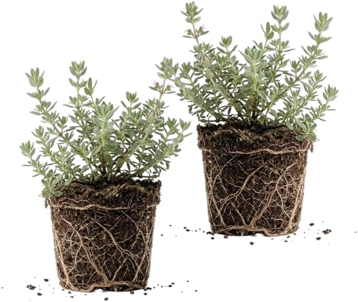 2 Thyme Plants Live for Planting, French Thyme, 4-Inch Tall, Fresh Edible Herb for Kitchen Gardens, Easy to Care Indoor Plant