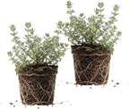 2 Thyme Plants Live for Planting, French Thyme, 4-Inch Tall, Fresh Edible Herb for Kitchen Gardens, Easy to Care Indoor Plant