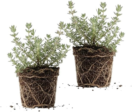 2 Thyme Plants Live for Planting, French Thyme, 4-Inch Tall, Fresh Edible Herb for Kitchen Gardens, Easy to Care Indoor Plant