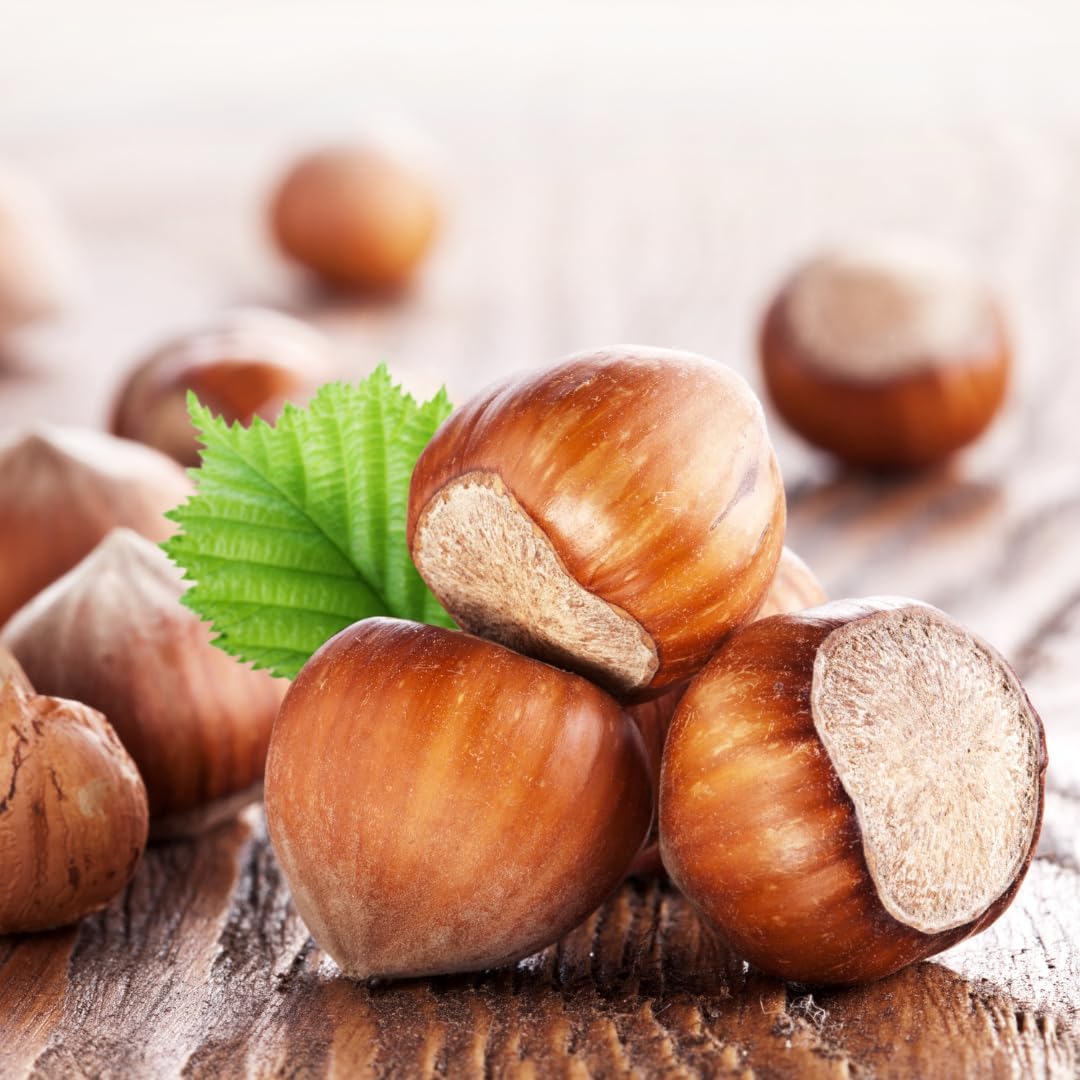 Hazelnut Tree, 6-10" Tall Plant, Cold-Hardy Shrub for Sweet Autumn Harvests - Sturdy Growth for Privacy Screens
