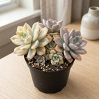 Live Succulent Plant, Variegated Ghost in 4 Inch Pot, Vigorous Graptopetalum Paraguayense Plant, Sturdy Low Maintenance Pet-Friendly Decor for Desks & Windowsills