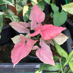 Pink Princess Philodendron Live Plant | Easy Plants Live Houseplants with Self-Watering 4 Inch Pot | Philodendron Pink Princess Plant for Indoor Home & Office