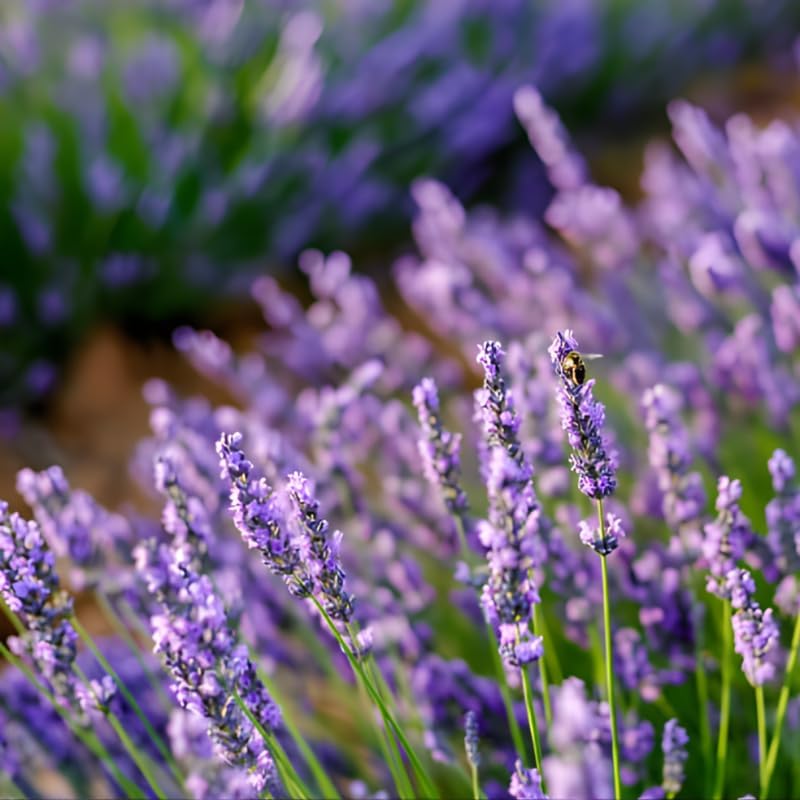 English Lavender Plants Live Outdoor and Garden, 3-Inch Pot, Cold-Hardy English Lavender for Patios, Borders, and Pathways