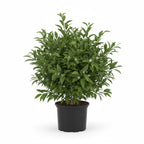 (No Ship to CA,HI,AK) Hamlin Orange Trees Live Plants| 1 Gallon Live Potted Citrus Plant | Sweet Juicy Fruit Tree for Indoor & Outdoor Spaces