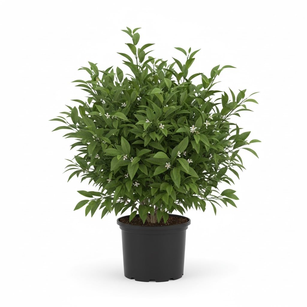 (No Ship to CA,HI,AK) Hamlin Orange Trees Live Plants| 1 Gallon Live Potted Citrus Plant | Sweet Juicy Fruit Tree for Indoor & Outdoor Spaces