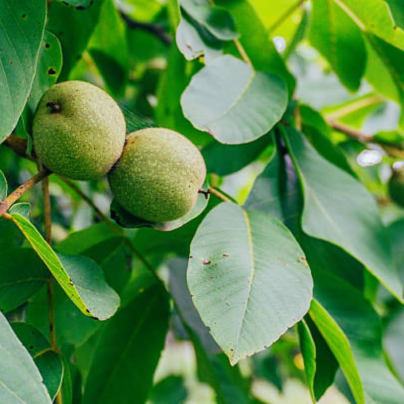 Black Walnut Trees Live Plants, 12-18 Inch Tall in 4" Pot, Low Maintenance Native Nut Plant, Robust Well-Rooted Starter Tree