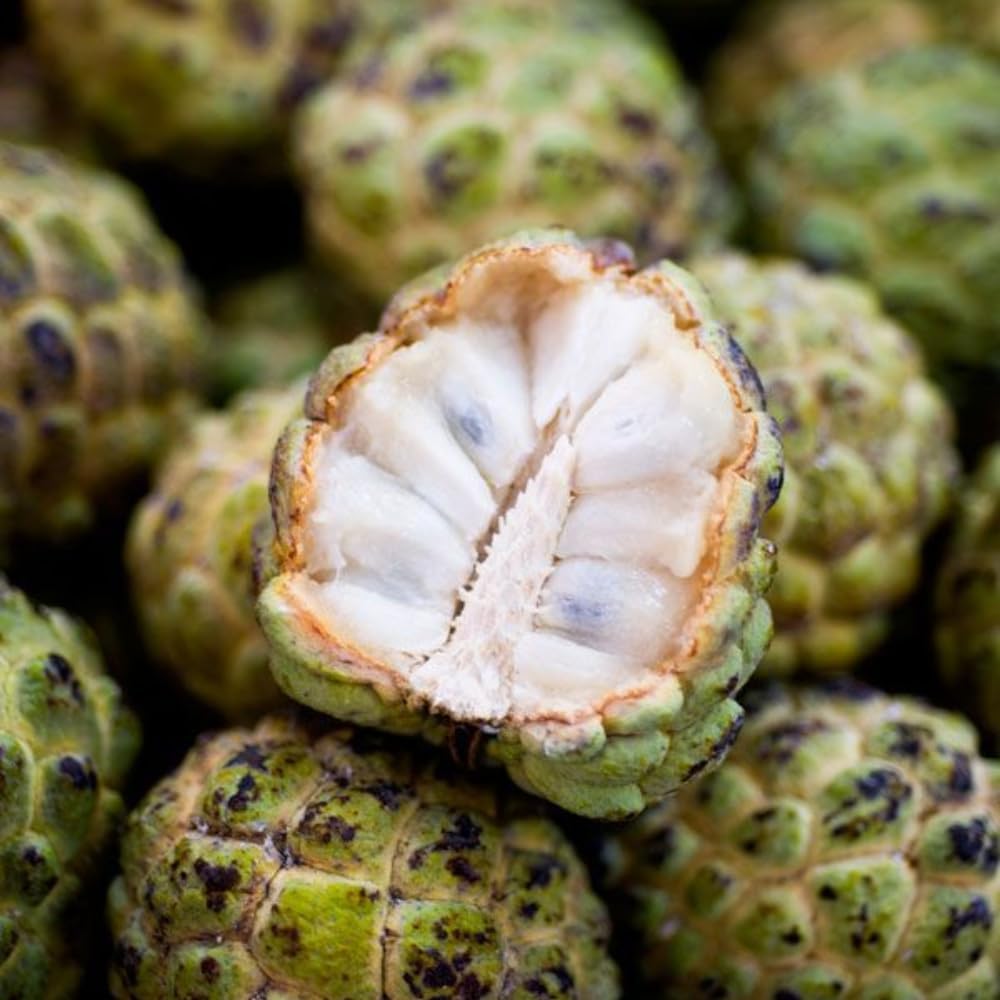 Green Sugar Apple Tree Live Plant | Tropical Annona Squamosa Custard Apple Tree | 30-36 Inches Tall | Well Rooted | Easy to Grow | Live Plant | No Ship to CA,HI,AK