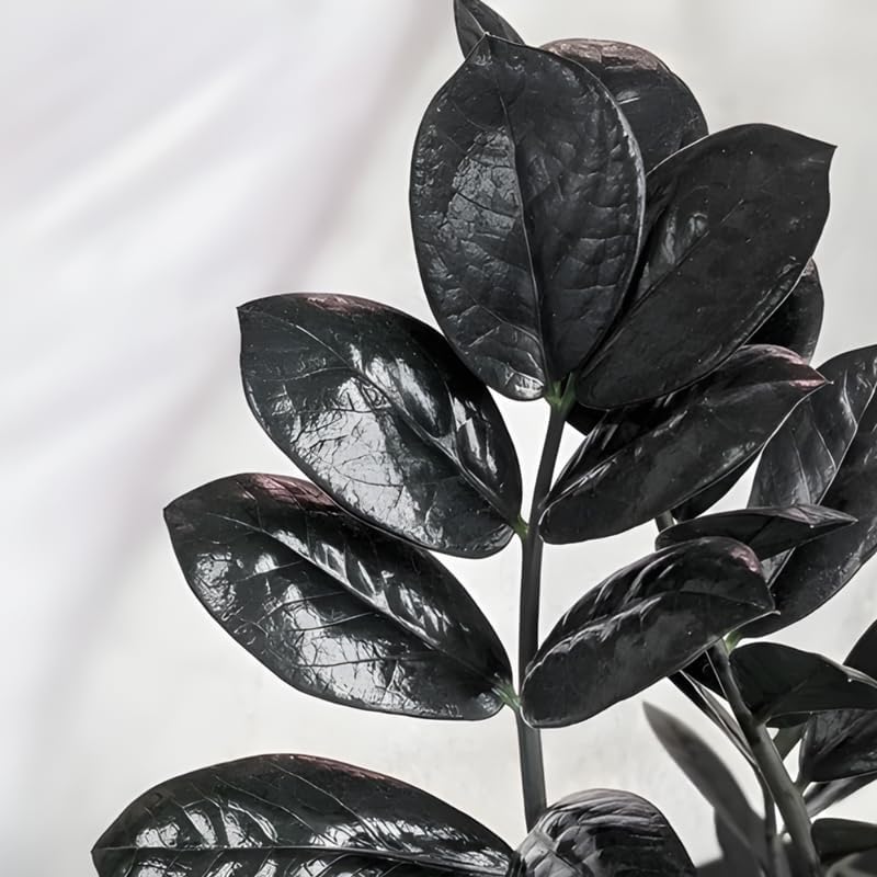 Black ZZ Plant Live in 6’’ Inch Pot | ZZ Plants Live House Plants with Rich Dark Leaves | Low-Maintenance Indoor Plant with Striking Dark Foliage | Perfect for Desks, Shelves & Living Spaces.