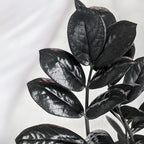Black ZZ Plant Live in 6’’ Inch Pot | ZZ Plants Live House Plants with Rich Dark Leaves | Low-Maintenance Indoor Plant with Striking Dark Foliage | Perfect for Desks, Shelves & Living Spaces.