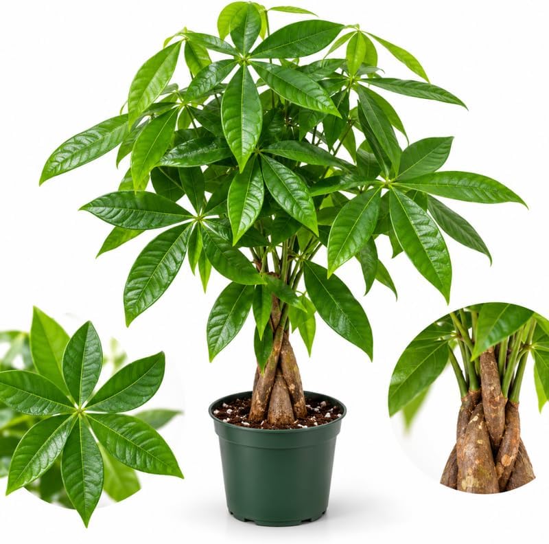Money Tree Live Plant, Pachira Money Tree, 4" Pot