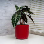 Alocasia Live Plant - African Mask, 4-Inch Pot Rare Alocasia Plant, Deep Green Foliage, Exotic Tropical Houseplant for Desk, Room Decor & Indoor Spaces