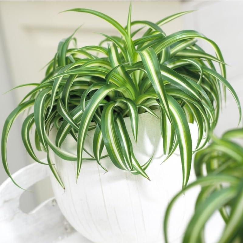 2 Spider Plants Live House Plants, Spider Plant in 2 Inch Pot, Low Maintenance, Thrives in Home & Office, Perfect for Plant Enthusiasts