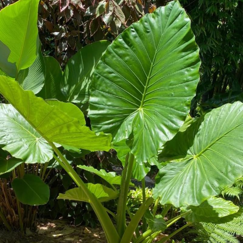 Elephant Ears Live Plant Giant 1–2ft Tall |Live Plant from Colocasia Esculenta | Huge Tropical Leaves | Easy to Grow Colocasia for Yard, Patio & Decorative Garden