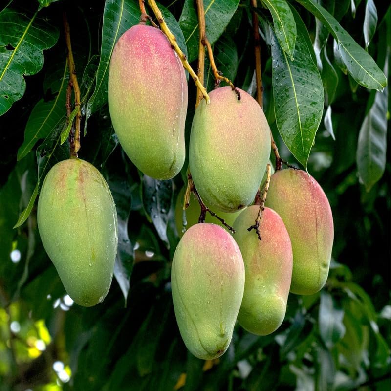 Grafted Valencia Pride Mango Tree Live Plant | 2.5–3 Ft Tropical Fruit Tree for Planting | Sweet, Low-Fiber Mango Variety for Home Gardens | No Ship to CA,HI,AK