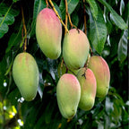 Grafted Valencia Pride Mango Tree Live Plant | 2.5–3 Ft Tropical Fruit Tree for Planting | Sweet, Low-Fiber Mango Variety for Home Gardens | No Ship to CA,HI,AK