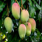 Valencia Pride Mango Trees Live Plants | 2.5–3 Ft Tropical Mango Variety | Fresh, Juicy Mango Fruit Tree for Yard & Patio | No Ship to CA,HI,AK