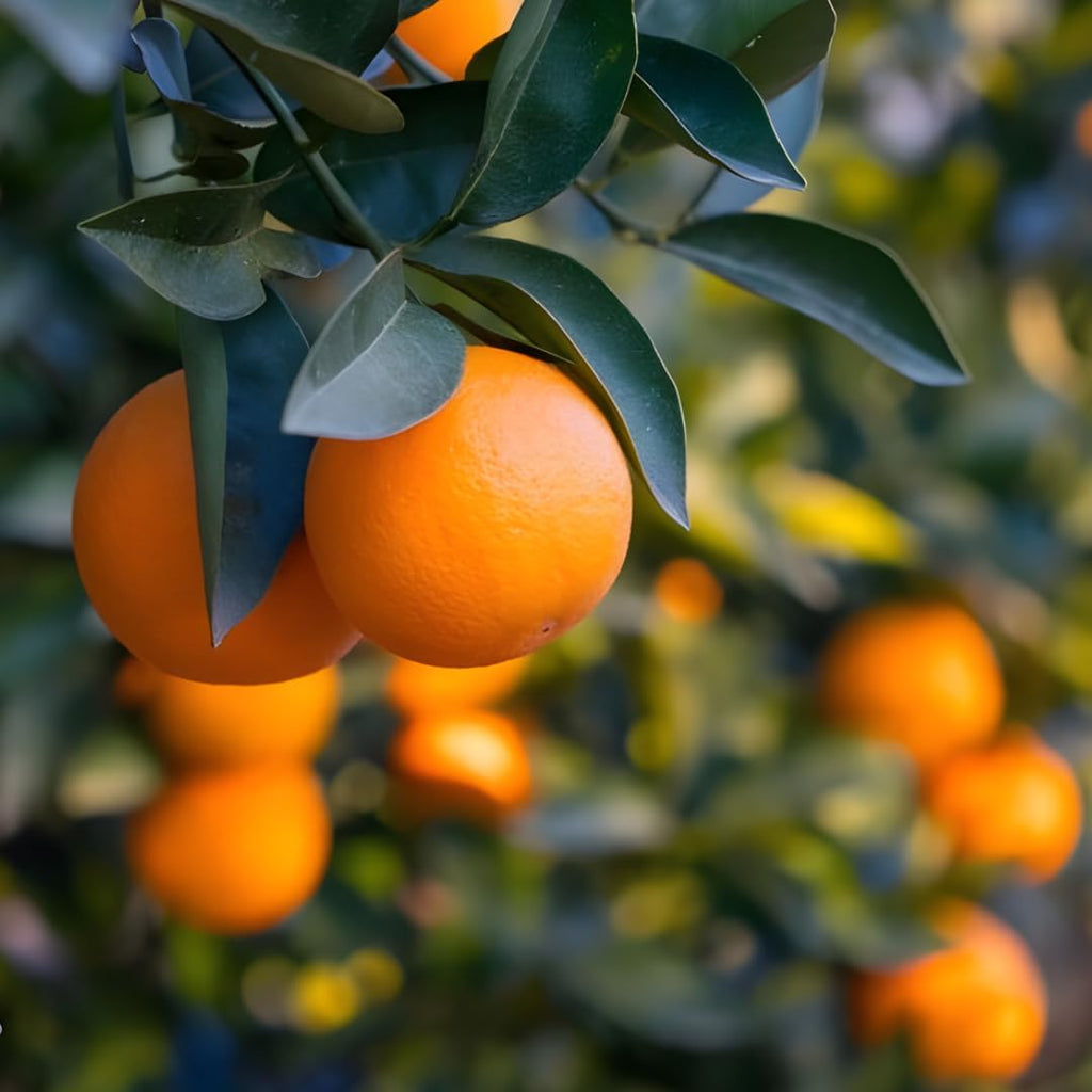 Tango Mandarin Oranges Tree Live Plant | 2.5–3 Feet Live Potted Citrus Tree | Sweet Juicy Fruit for Cooking Juicing & Home Gardening | No Ship to CA,HI,AK