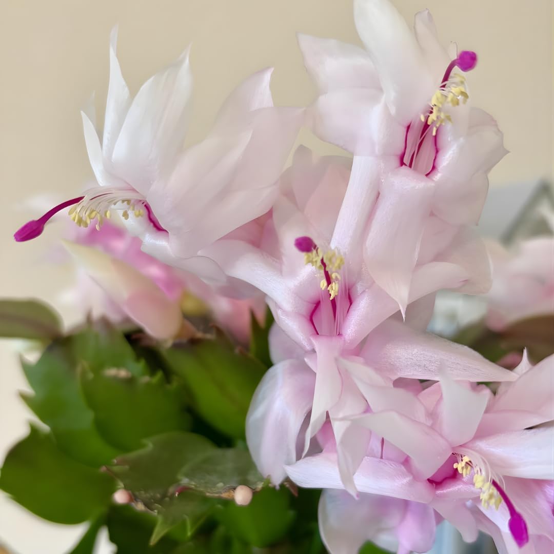 Christmas Cactus Plants Live in 4" Inch Pot | Unique Christmas Cactus Live Plants | Low-Maintenance Indoor Houseplant | Great Holiday Gift for Plant Lovers