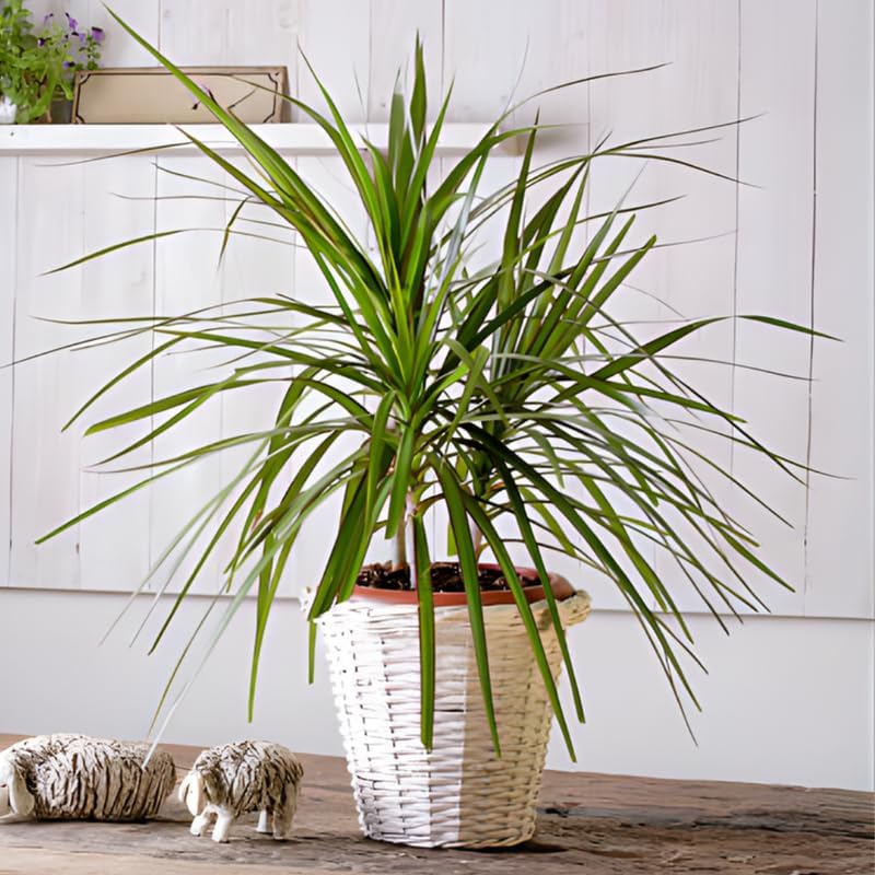 Dragon Tree Live Plant, Dracaena Marginata in 6 Inch Pot, Easy to Maintain Indoor Houseplant, Suitable for Home & Office Décor, Great Birthday Gift