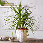 Dragon Tree Live Plant, Dracaena Marginata in 6 Inch Pot, Easy to Maintain Indoor Houseplant, Suitable for Home & Office Décor, Great Birthday Gift