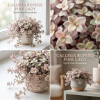 Live Succulent Pink Lady Turtle Vine Plant, 4" Potted Callisia Repens, Low Maintenance Trailing Houseplant for Indoor Spaces