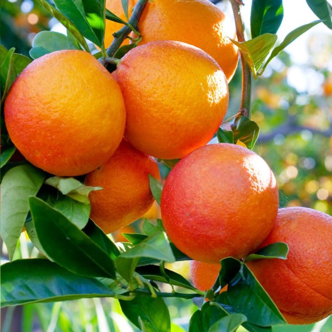 (No Ship to CA,HI,AK) Kishu Mandarin Oranges Tree Live Plant | 1 Gallon Live Potted Citrus Tree | Sweet Juicy Fruit for Cooking Juicing & Home Gardening