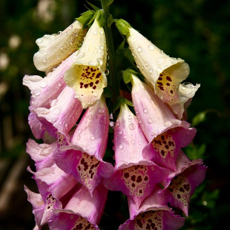 Live Foxglove Plant, 3" Potted Vertical Flowering Shrub, Established Root System Bloom, Low Maintenance Outdoor Garden Plant