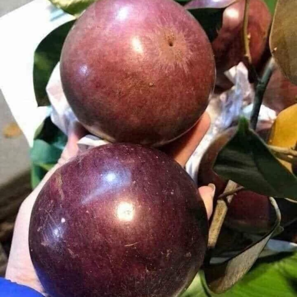 Purple Caimito Tree Live | Star Apple Tree | 30 – 36 Inches Tall | Fruit with Sweet Flavor | Easy to Grow Tropical Tree for Home Gardens & Backyards | No Ship to CA,HI,AK