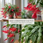 2 Orange Christmas Cactus Live Plant, 5-6 Inch Tall, Easy to Care Indoor Winter Houseplant for Office Desk and Patio Decor, Vigorous Live Holiday Plant