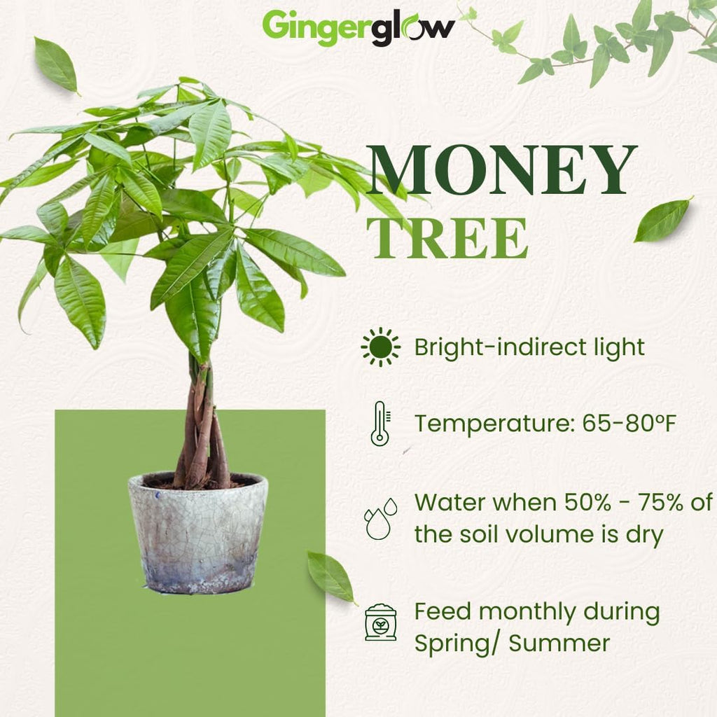 Money Tree, 4 Inch Pot Size, Potted Indoor Plant, Low Maintenance Decorative Tree for Bright Indirect Light