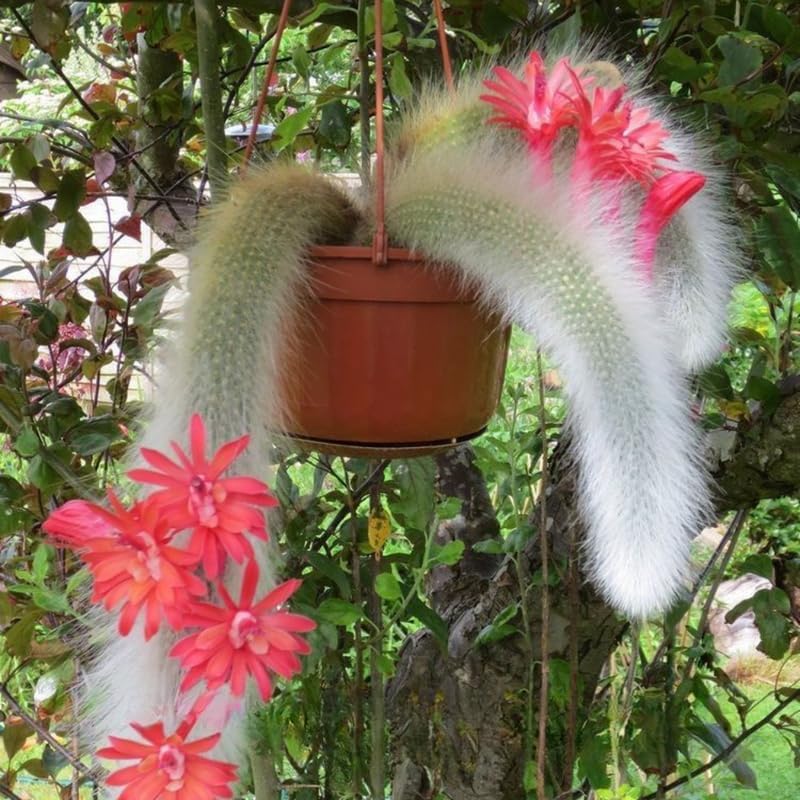 2 Live Monkey Tail Cactus, 2" Potted Plant, Easy Care Indoor Greenery, Decorative Long Trailing Cactus for Shelves and Bright Spaces