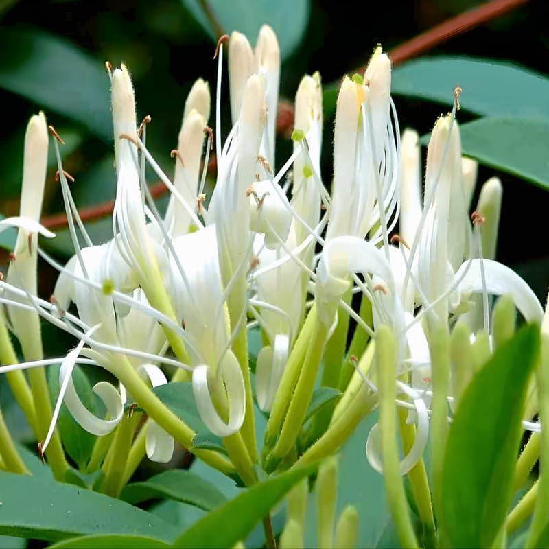 2 Honeysuckle Plants Live | 8–12 Inches Tall Rooted Cuttings | Fragrant Flowering Plants for Outdoor Planting, Landscaping, and Garden Borders