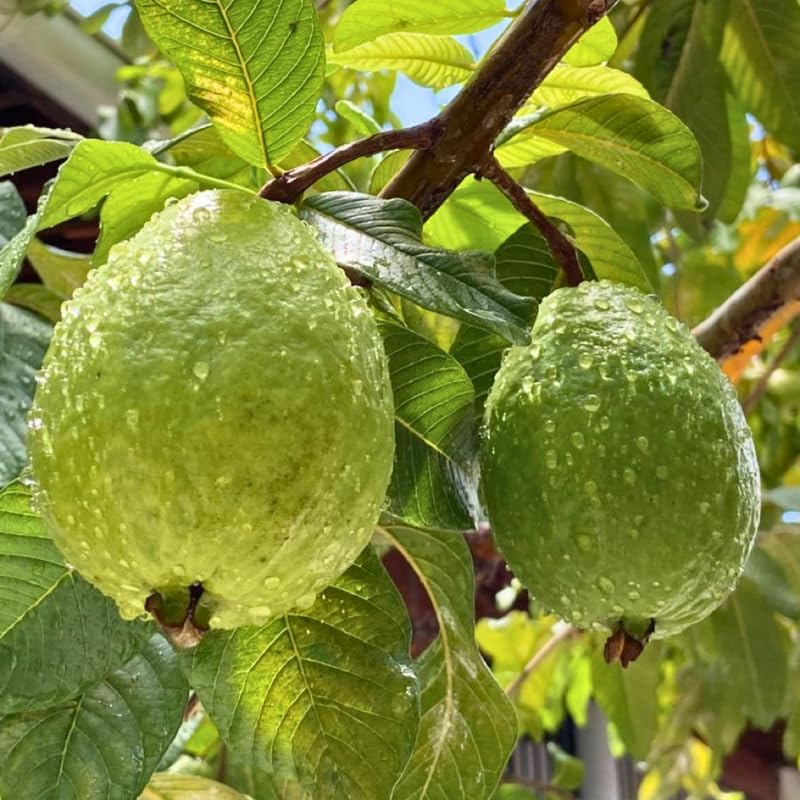 Guava Tree Live Plant 3 Ft Tall | Ruby Guava Tree with Fragrant Blooms & Pink Fruit, Versatile Guava Plants Live for Planting