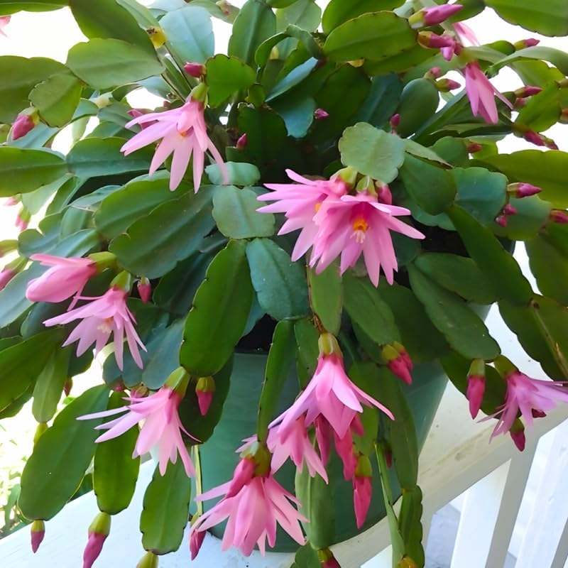 Pink Easter Cactus Plants Live | Spring Cactus Plant 3 Inch Tall | Compact Flowering Easter Cactus | Low Maintenance Indoor Houseplant for Home Decor