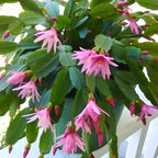 Pink Easter Cactus Plants Live | Spring Cactus Plant 3 Inch Tall | Compact Flowering Easter Cactus | Low Maintenance Indoor Houseplant for Home Decor
