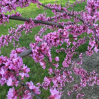 10 Live Eastern Redbud Tree 6–12” Inch Tall for Planting | Beautiful Ornamental Redbud for Home, Garden, Yard & Outdoor Landscaping | Low-Maintenance, Easy-Grow Starter Plant