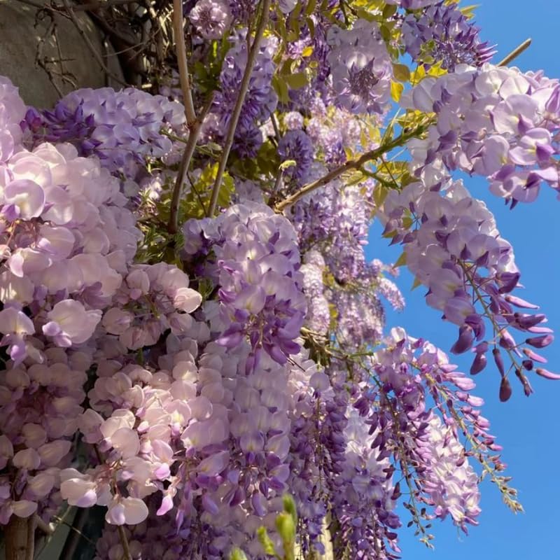 2 Purple Wisteria Live Plant 12-24 Inch, Amethyst Wisteria with Purple Blooms, Fast-Growing Fragrant Flowering Vine, Perfect for Home Décor & Garden Entrances