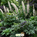 20 Live Black Cohosh Roots Bugbane, Shade Loving Actaea Racemosa, Low Maintenance Elegant White Flowering Plant for Outdoor Gardens & Landscapes