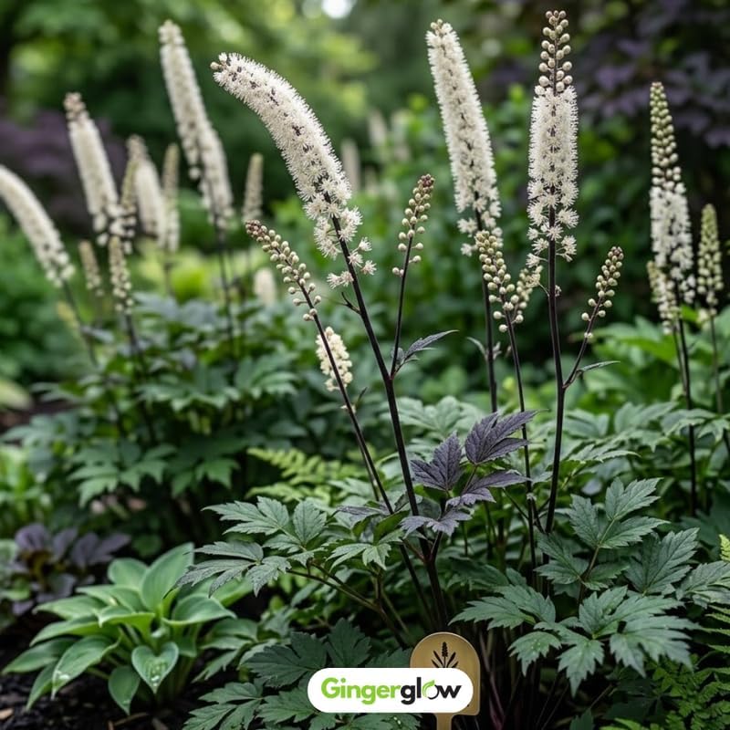 20 Live Black Cohosh Roots Bugbane, Shade Loving Actaea Racemosa, Low Maintenance Elegant White Flowering Plant for Outdoor Gardens & Landscapes