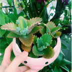 Mother of Thousands Live Plant in 4" Inch Pot | Kalanchoe Succulent Houseplant | Easy-Care Indoor Plant with Baby Plantlets