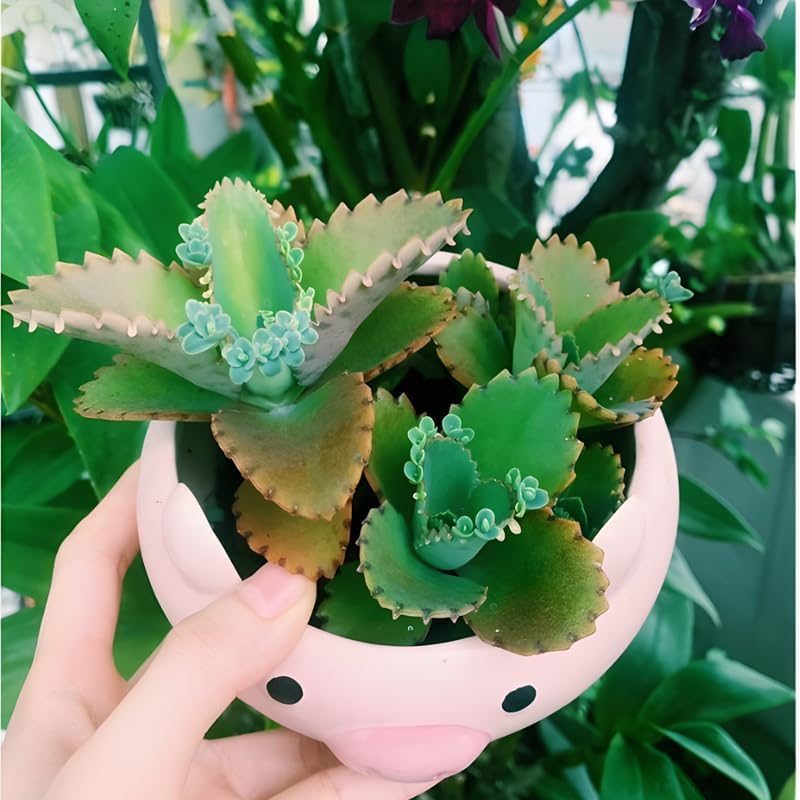 Mother of Thousands Live Plant in 4" Inch Pot | Kalanchoe Succulent Houseplant | Easy-Care Indoor Plant with Baby Plantlets