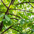 2 Pawpaw Tree Live Bare Root Seedlings | 12-24" Rooted Cuttings | Cold-Hardy North American Fruit Tree | Well-Rooted Plants for Garden