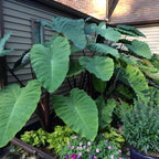 Giant Elephant Ear Plant 1–2ft Tall | Live Mammoth Elephant Ear Bulb Grown Plant – Large Tropical Elephant Ears for Garden & Landscape, Fast-Growing Colocasia with Bold Foliage
