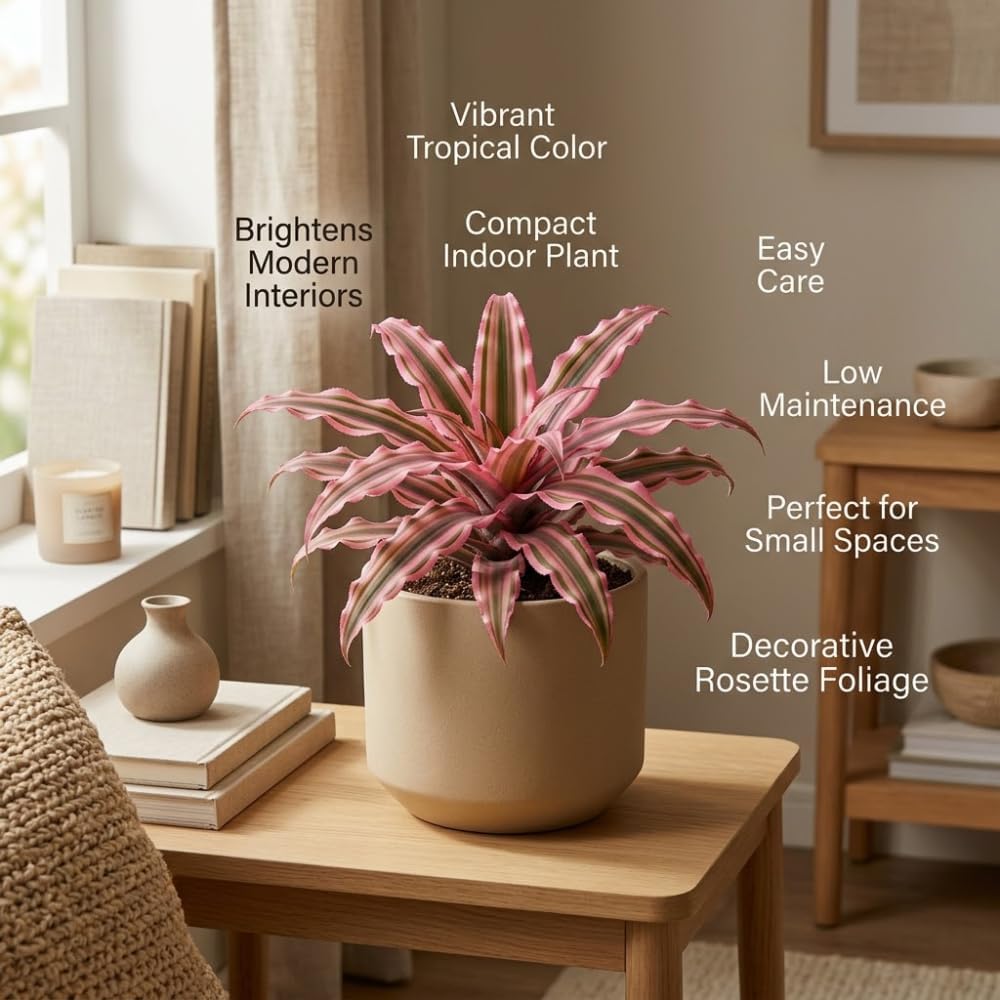 Pink Earth Star Plant, 4" Potted Cryptanthus Le Rey, High-Vigor Low Maintenance Indoor Bromeliad for Desks, Pet-Friendly Striped Pink Foliage