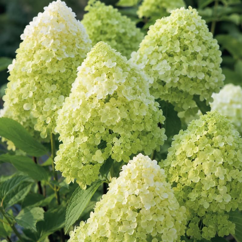 Limelight Hydrangea Tree Live Plant, 6-12" Tall in Quart Pot, Panicle Hydrangea for Planting, Grow Robust, Easy to Care Flowers for Landscapes
