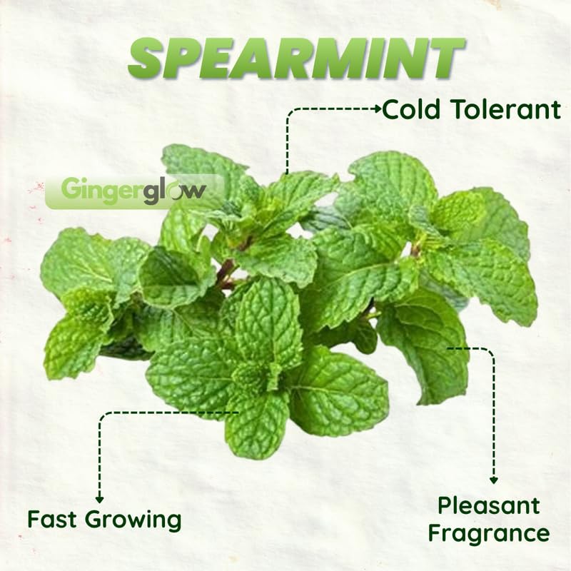 2 Spearmint Plant, 3" Pot, Fresh Herb Plants Live, Mint Plants for Inside Windowsills or Outdoor Garden Beds